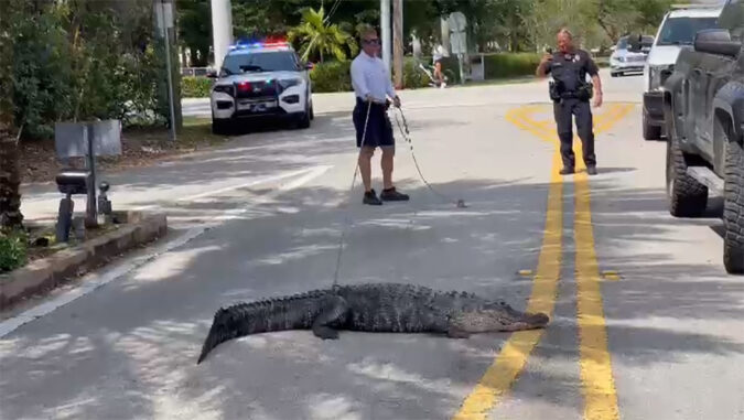 12 Foot Alligator Captured On Coral Gables Street – Gables Insider